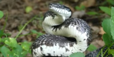 Clarksville snake